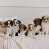 Australian shepherd puppies for sale under $500 near me