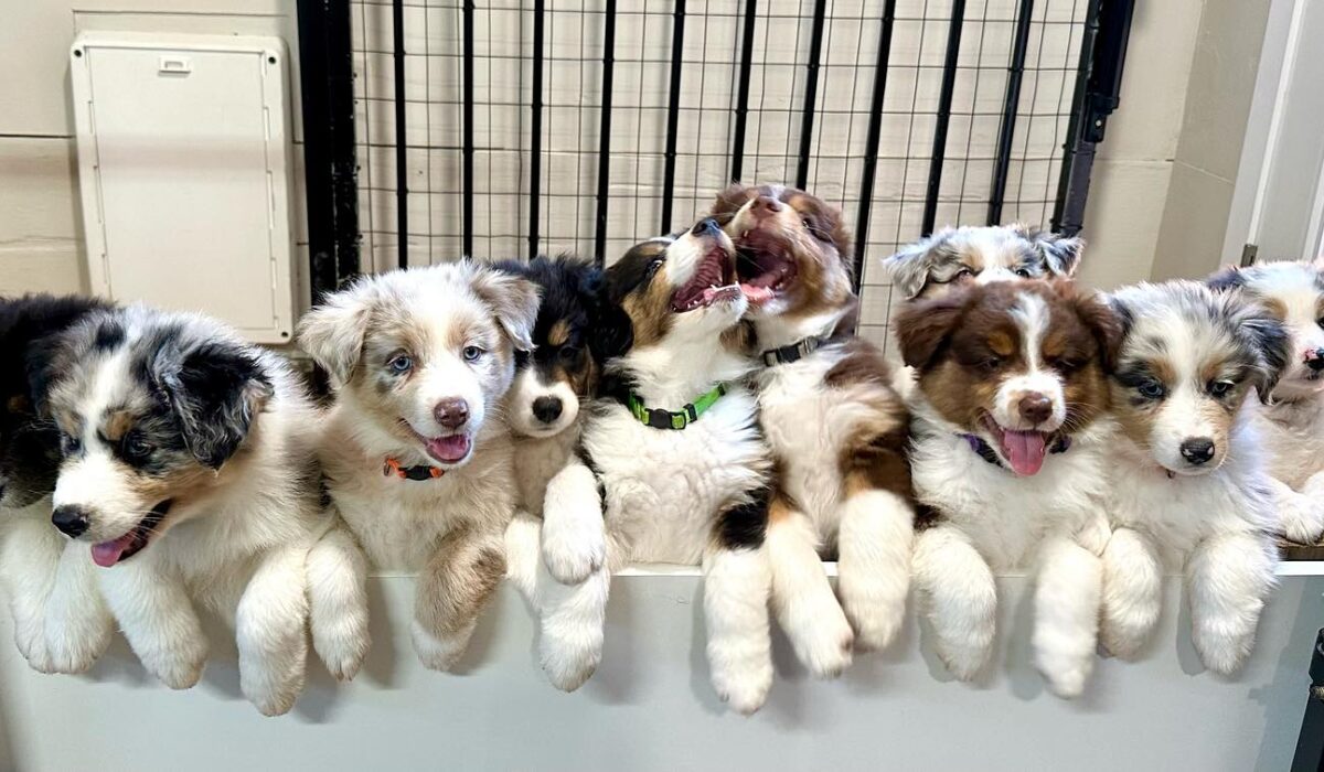 Australian Shepherd puppies for sale near me